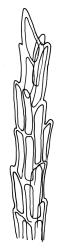 Dicranella heteromalla, leaf apex. Drawn from J.E. Beever 52-13a, CHR 462056.
 Image: R.C. Wagstaff © Landcare Research 2018 